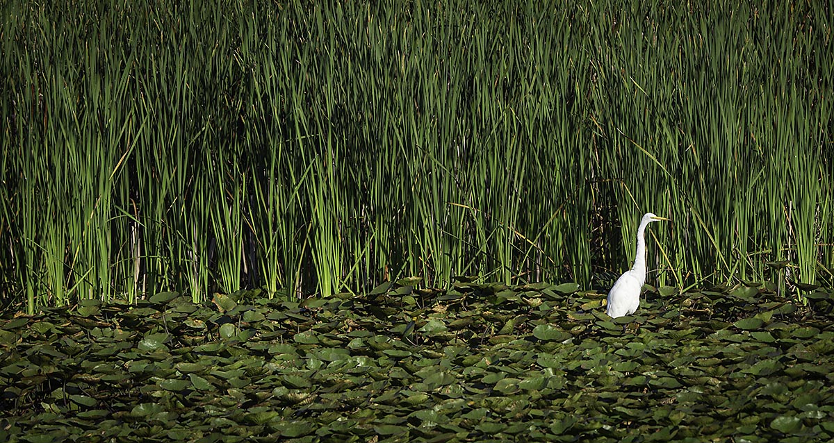 Egret at my local pond