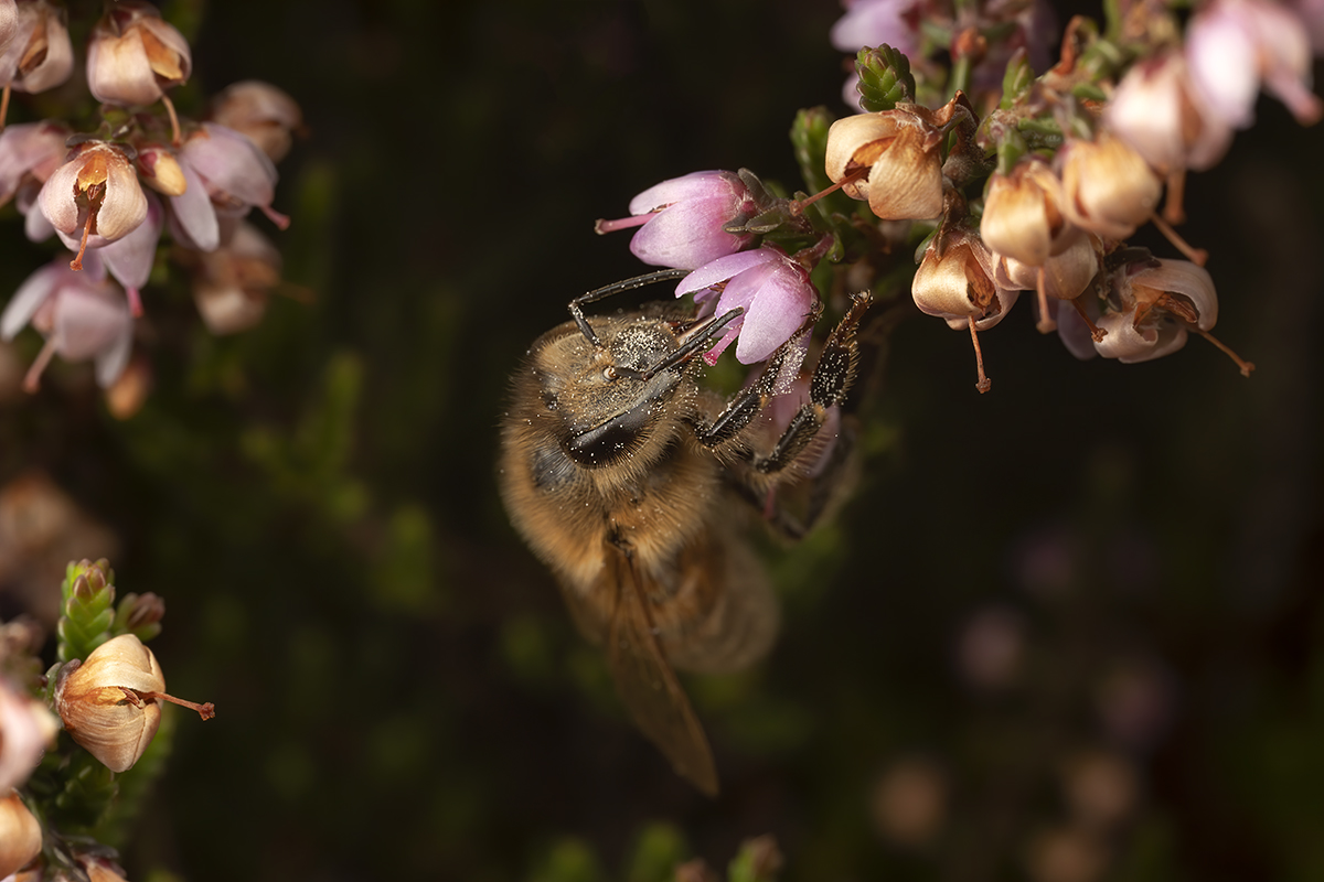 Busy bee