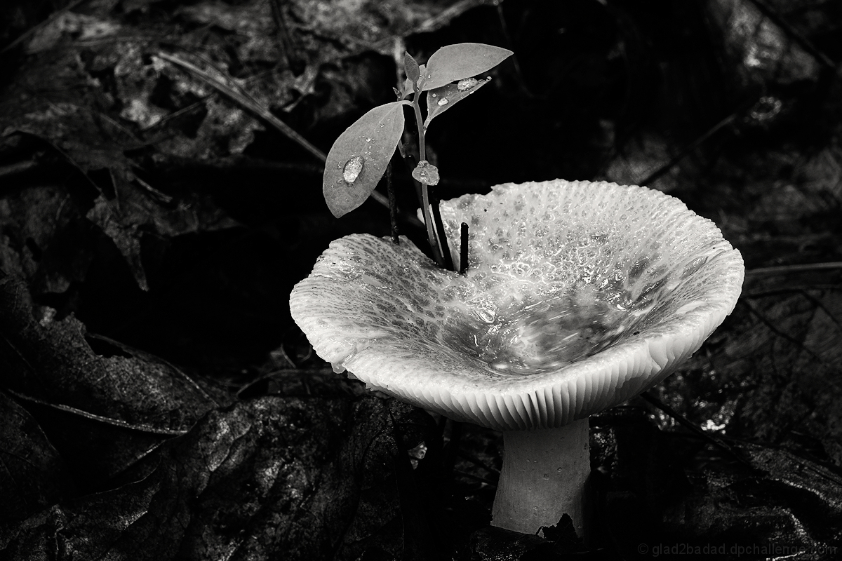 Raindrops and a Mushroom Bowl