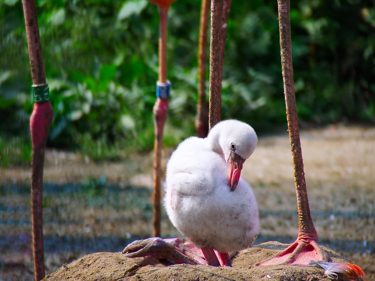 Flamingo legs