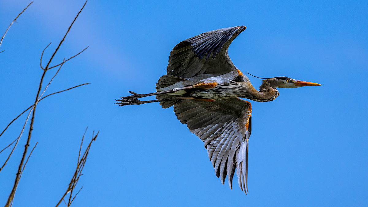 Legs and wings