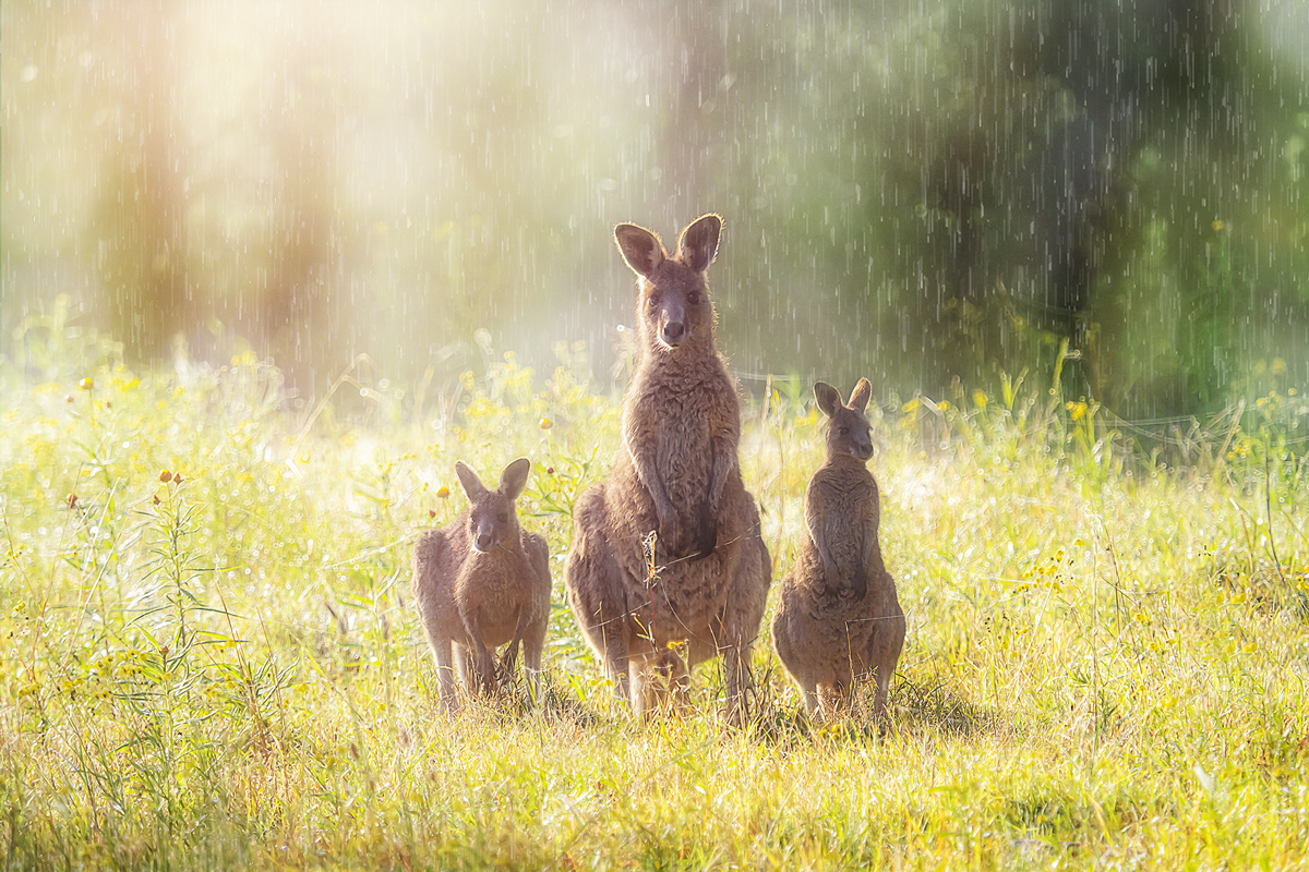 sunshower with kangaroos & cobwebs