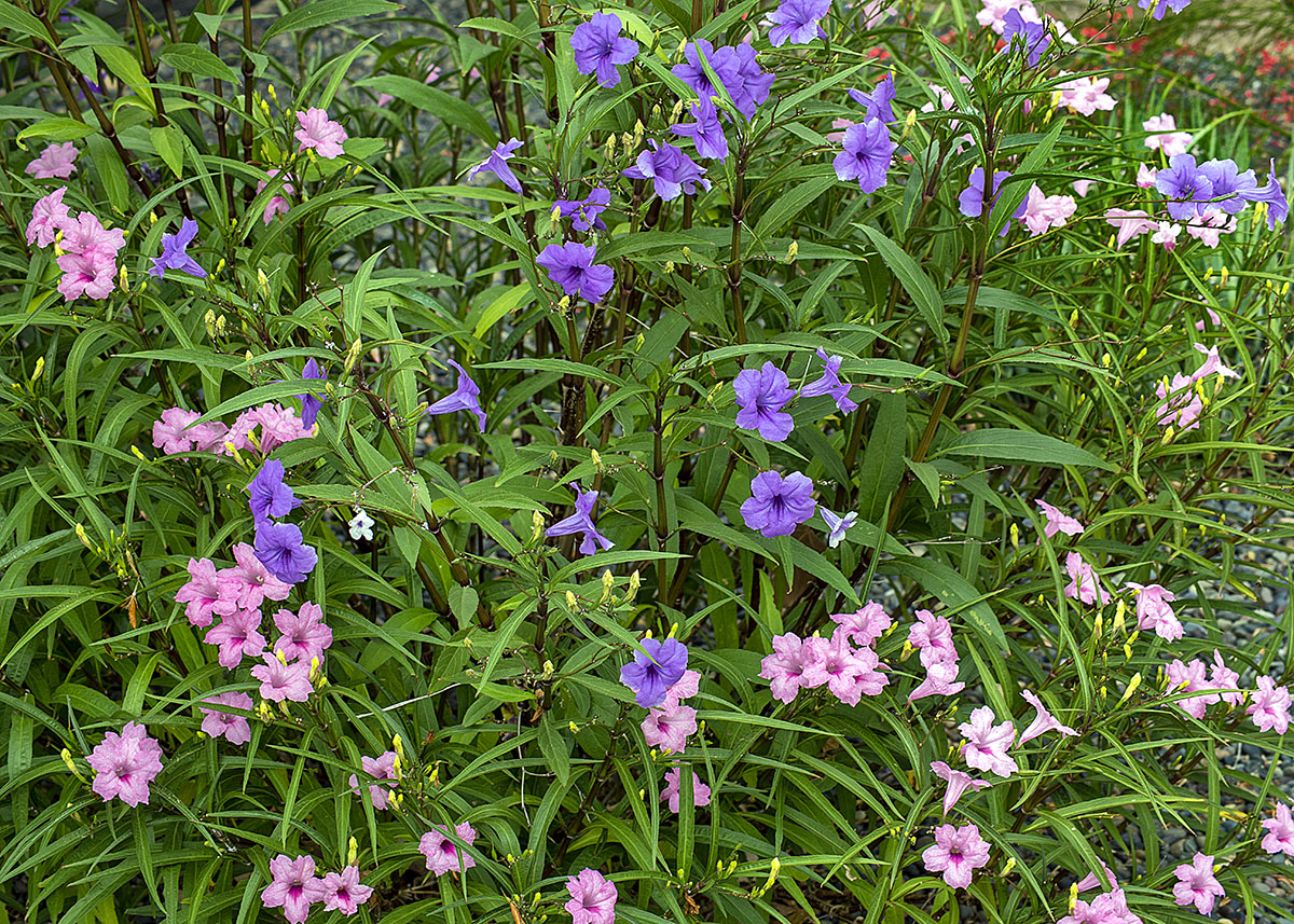 new blooms