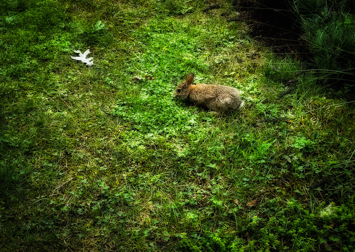 My Backyard Bunny: He grounds me every day.