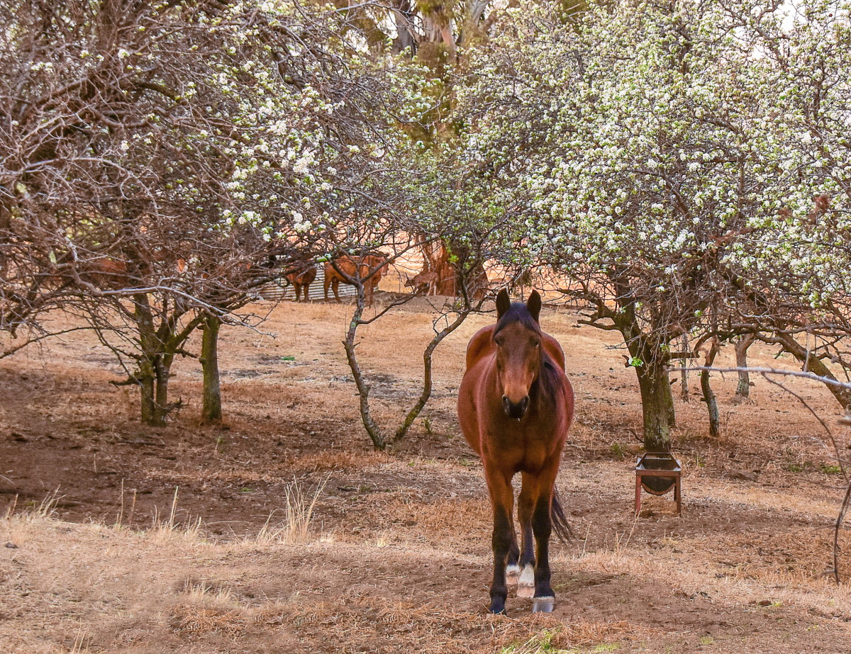 My beloved horse, Kyle