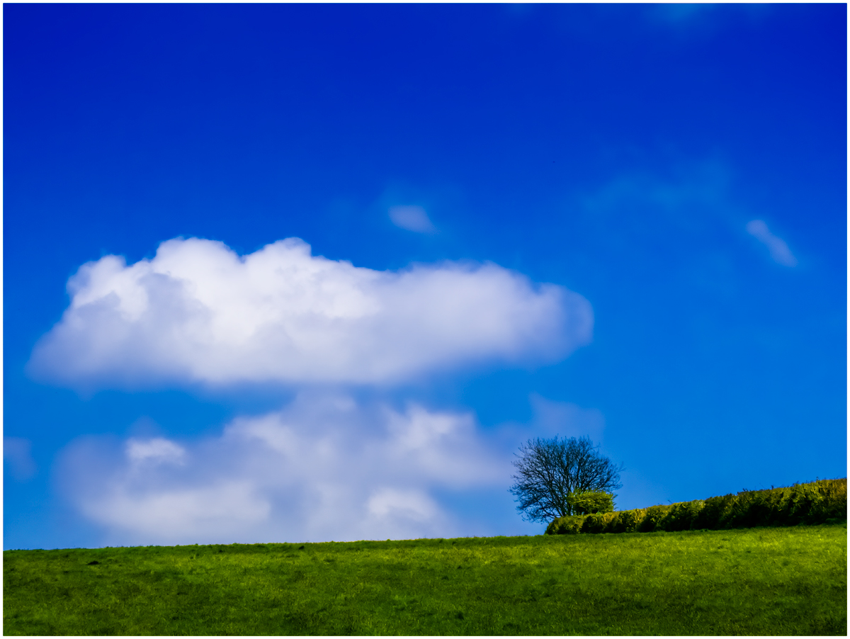 Field & Hedgerow, Lone Tree