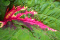 Red & Green Leaf