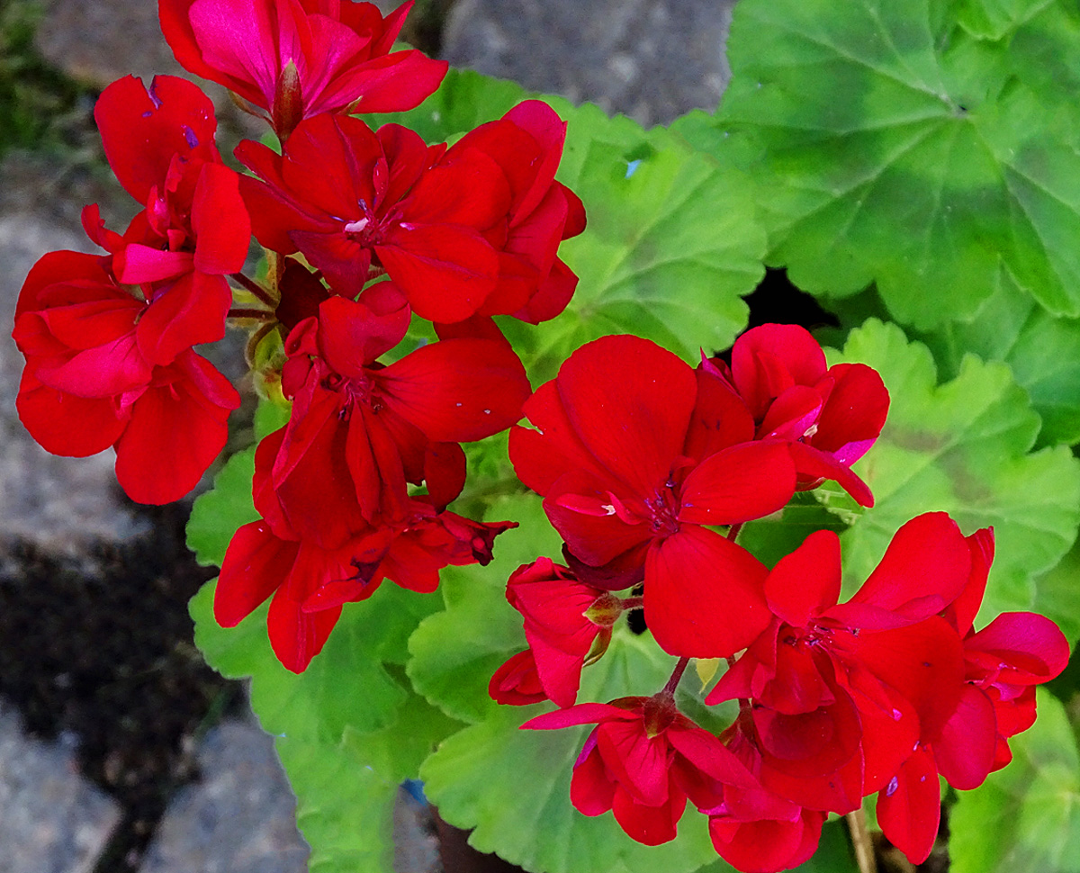 Geranium