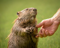 A helping hand.