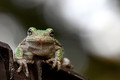 Gray Tree Frog 