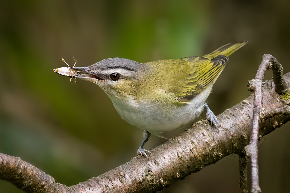Stinkbug, It's What's For Dinner