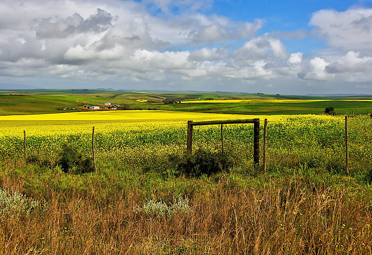 Rural Landscape with Canola