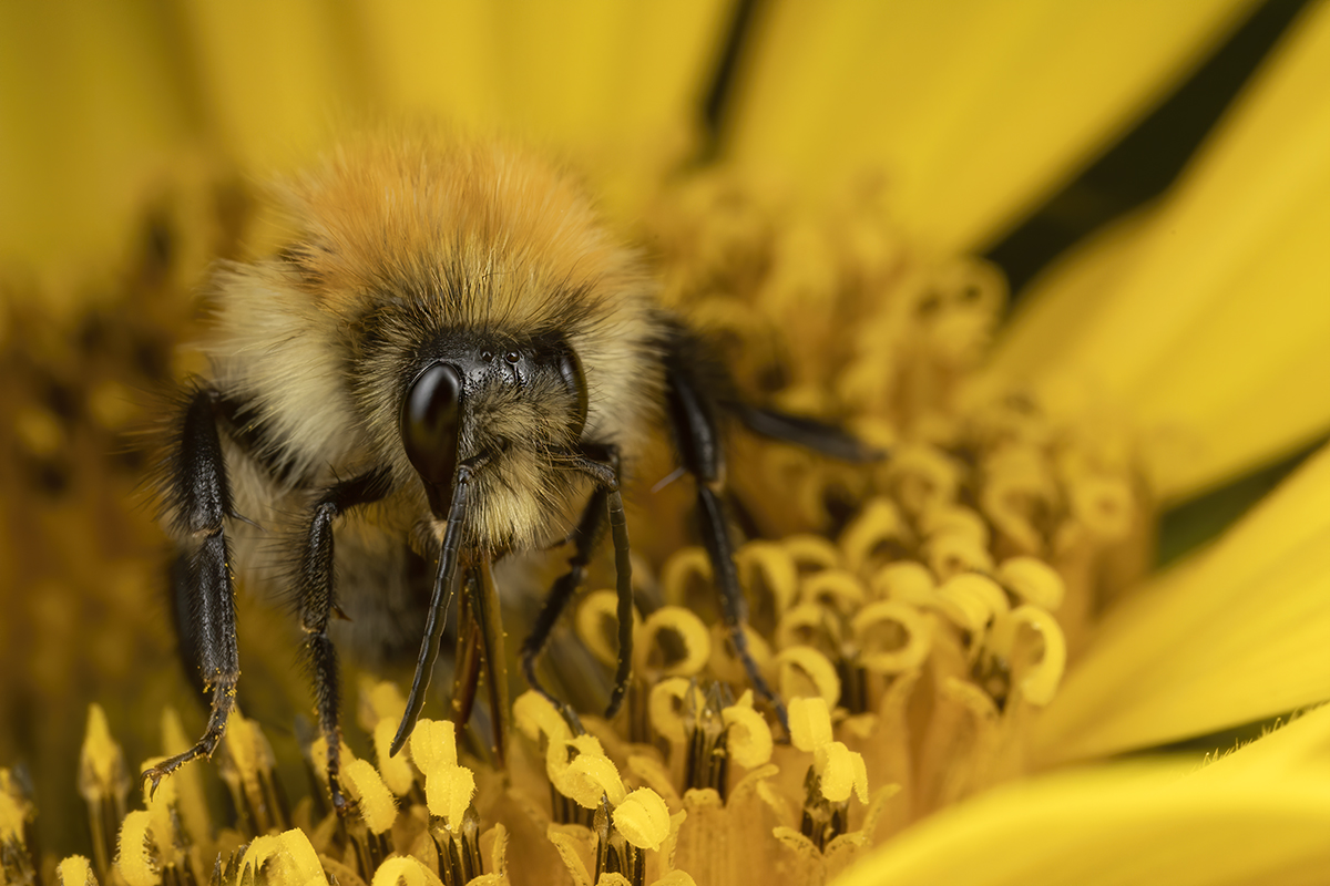 Yummy sunflower