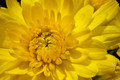 Yellow Mum