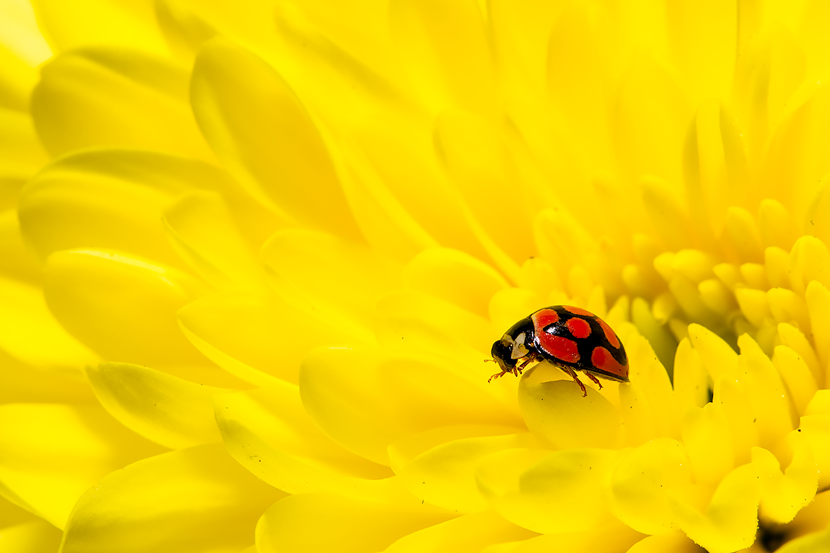 Seeing Yellow
