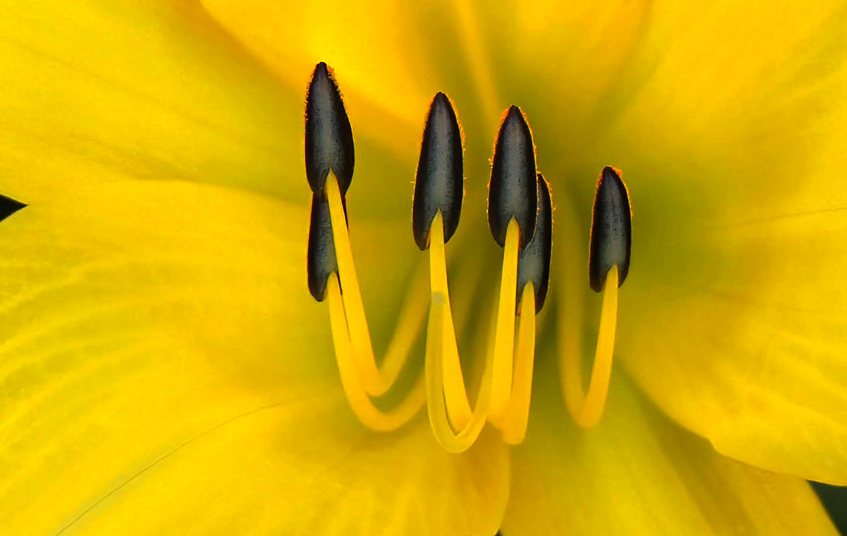 Lilly Macro