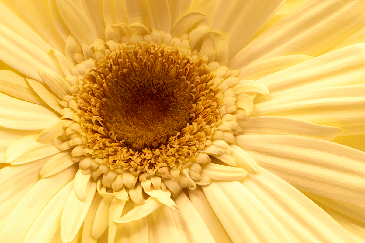 Gerbera