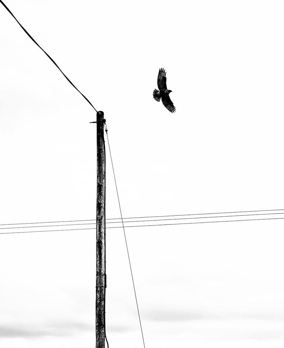 Signal