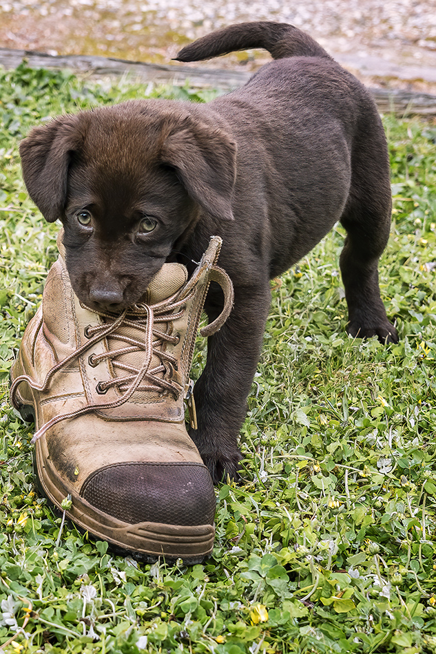 Chewing The Boss's Boots