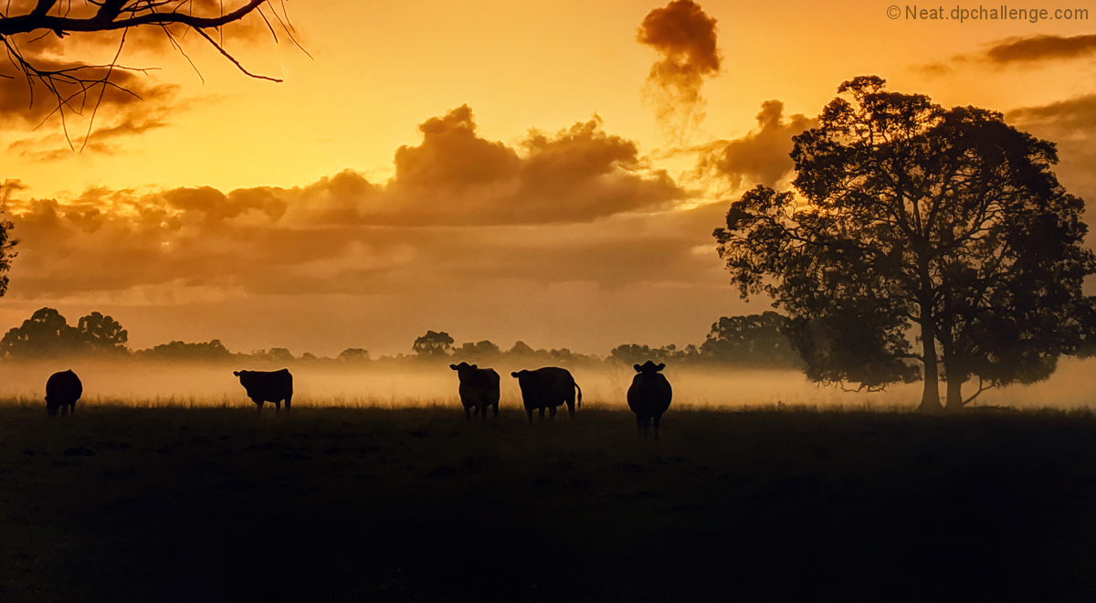 As the mist rolls in 