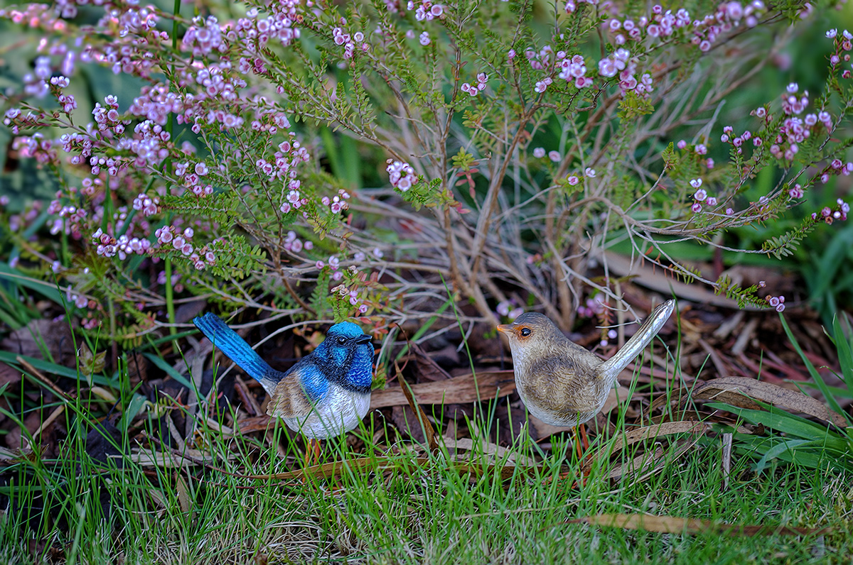 The Wrens in My Garden