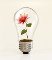 incandescent 