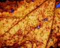Fall Leaf