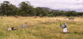 Field Frolics