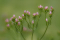 delicate 