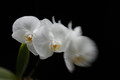 Moving orchid