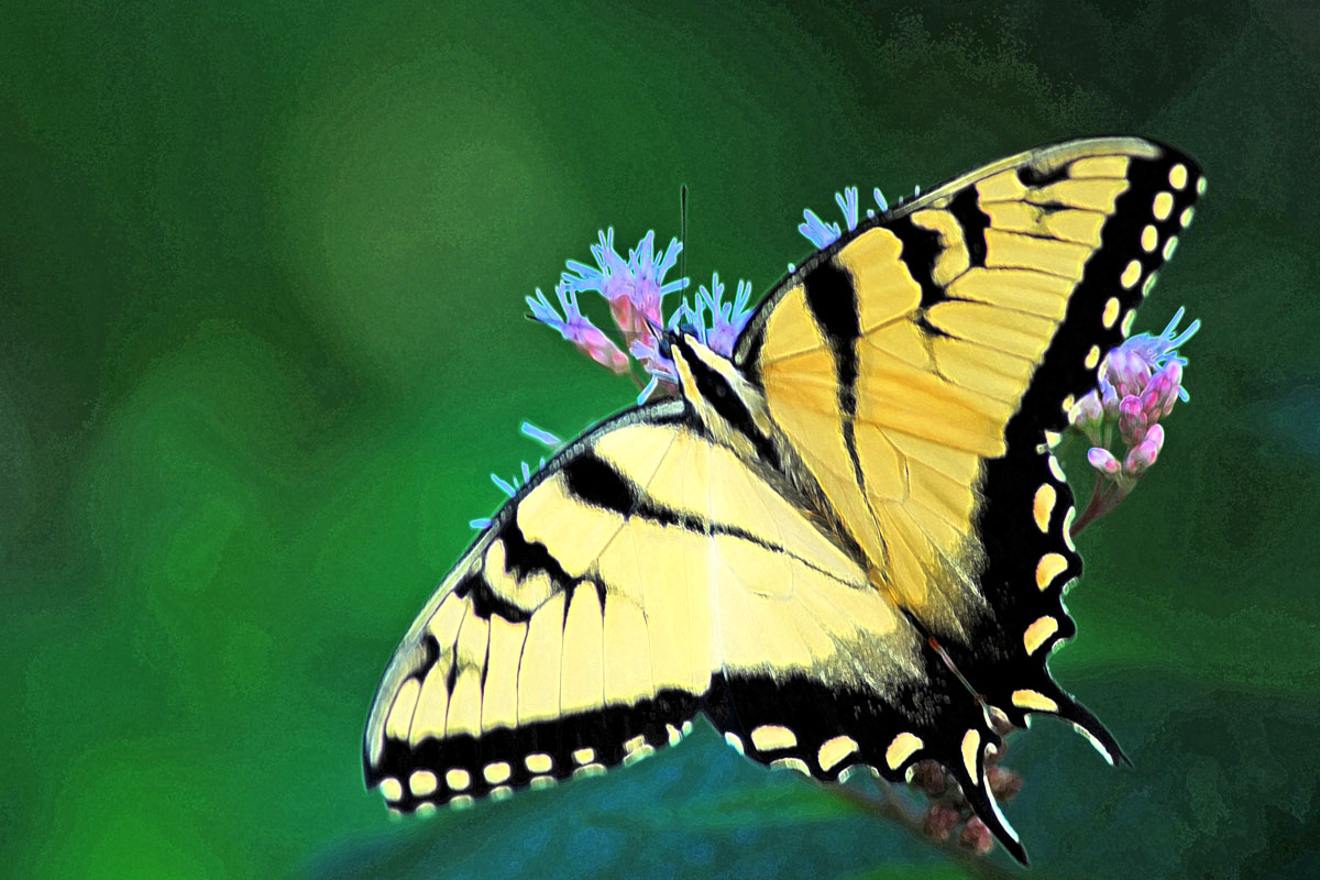 Tiger Swallowtail by Janet Graham