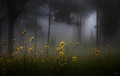 first light on a foggy morning 
