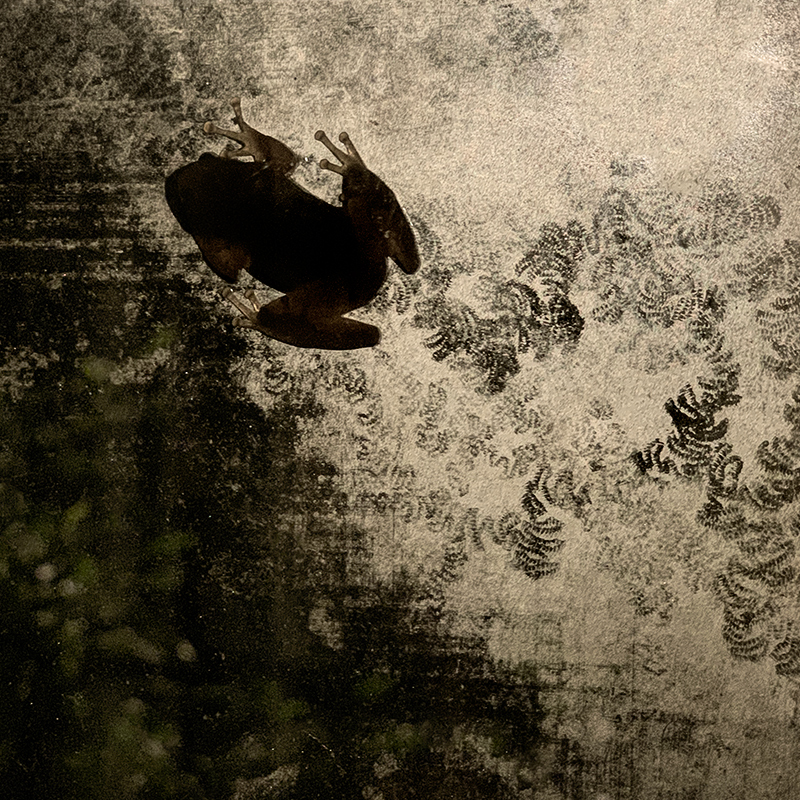 Dirty Frog Footprints