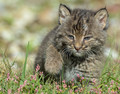 The Bobkitten.