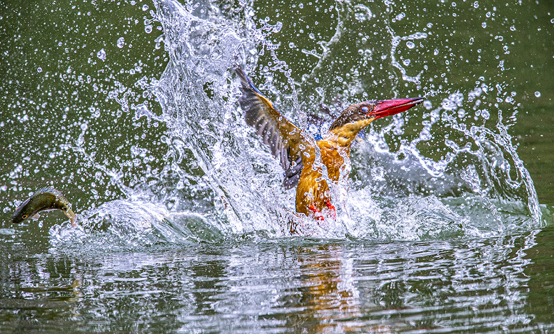 King Fisher and the fish