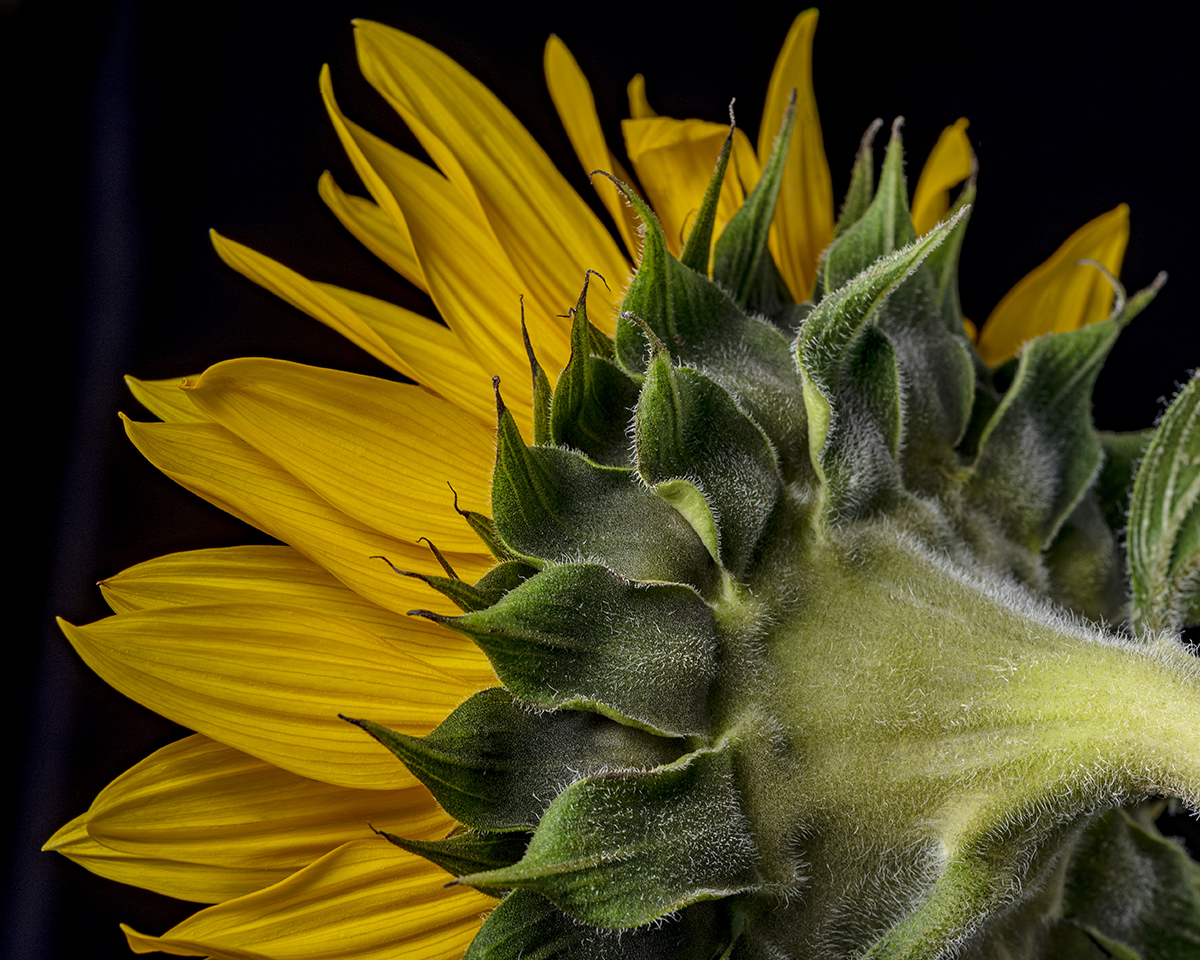 Sunflower Sideview