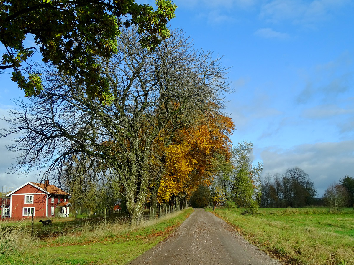 Häradsö