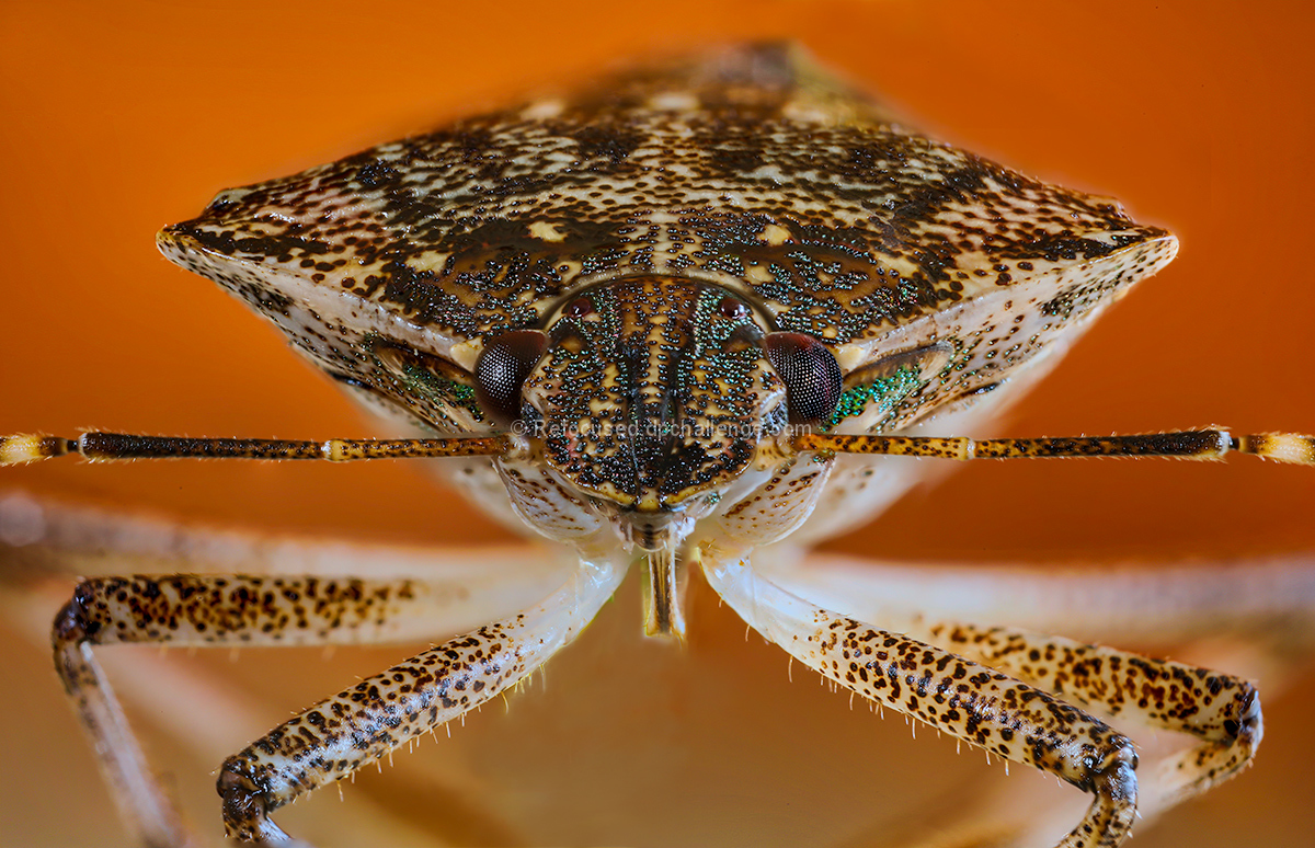 A Stinkbug