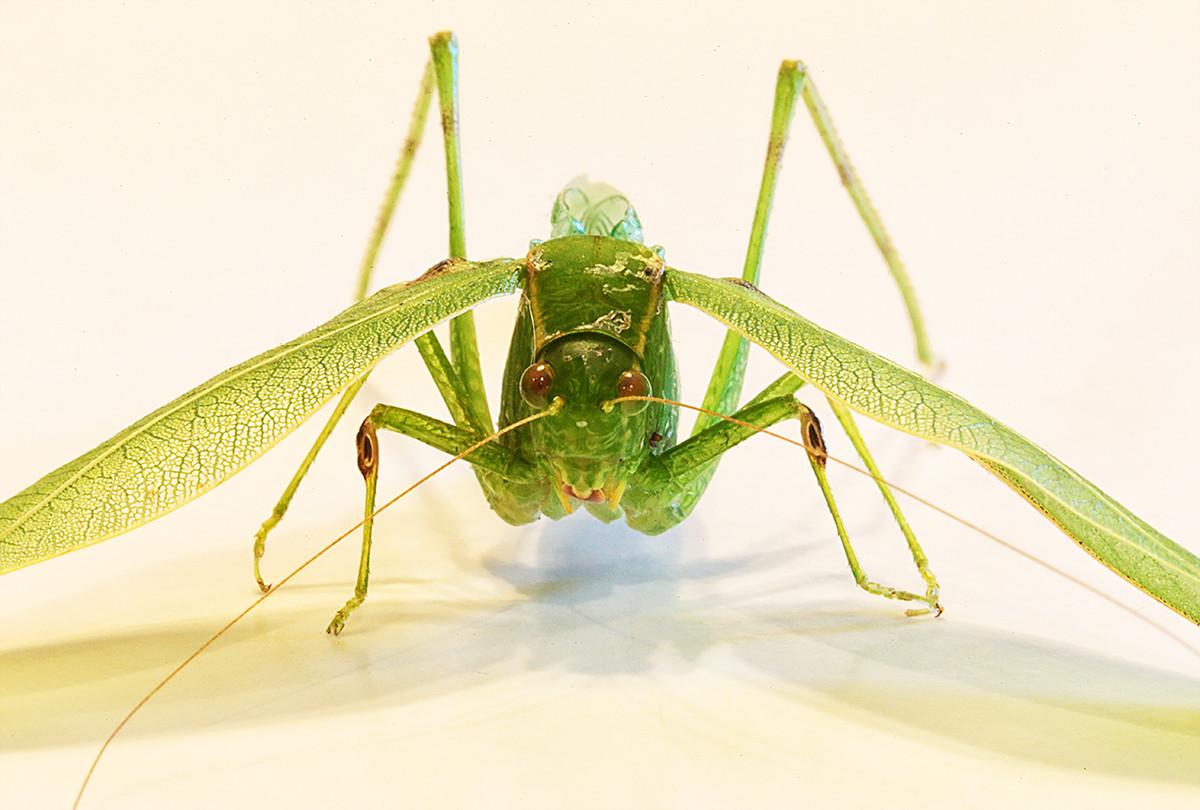 Bug Ugly