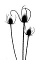 Grace Amid Thorns