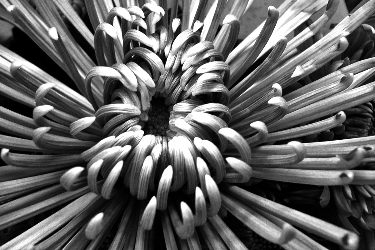 Flower in Black & White