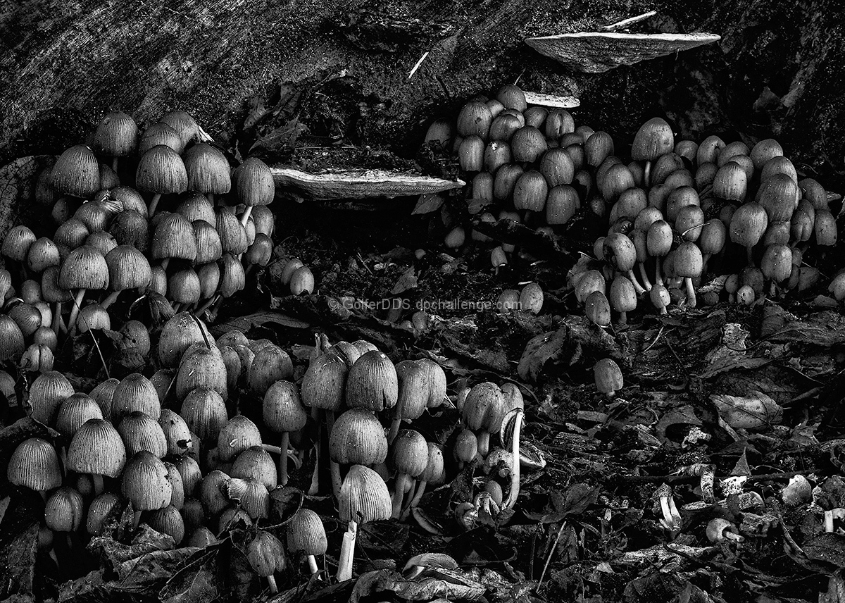 The Forest Floor