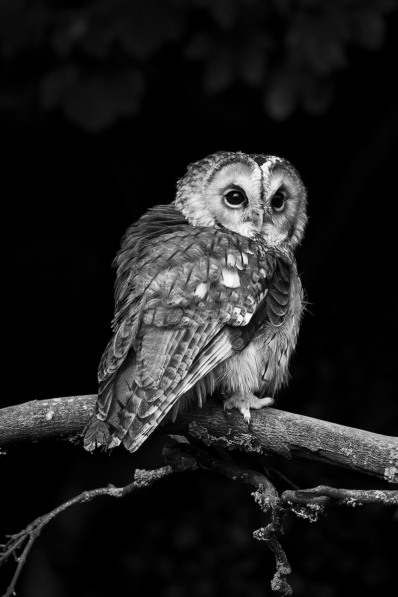 Tawny Owl