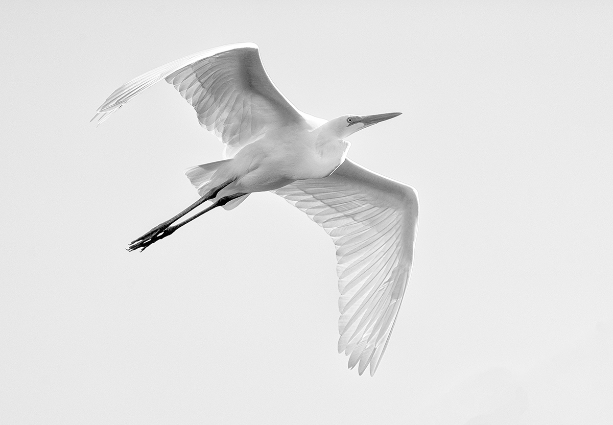 Angel's Wings