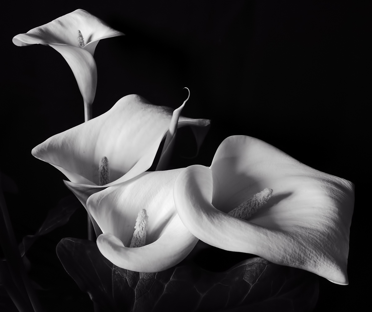 Lilies of the Shadows