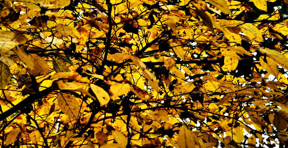 Fall Leaves