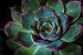 P1210568dpc