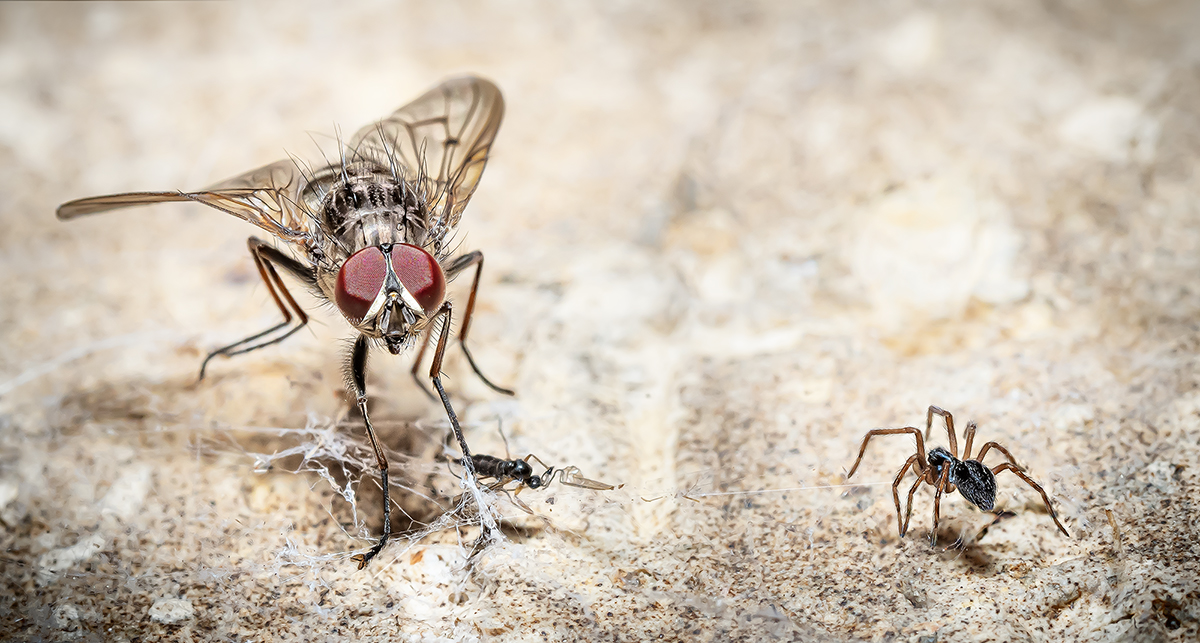 I'll just eat that dead insect, thought the fly. Bad move. He's now on the spider's menu!!