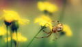 soft focus with spider 