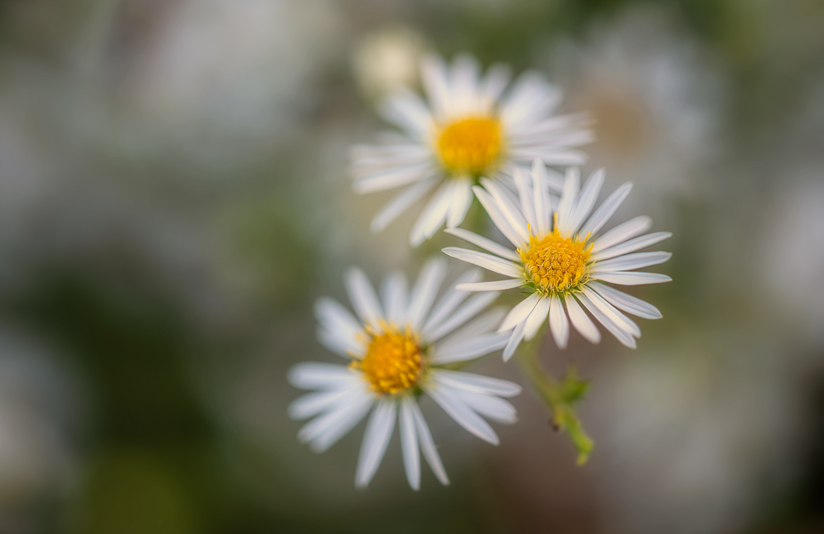 Petal-soft